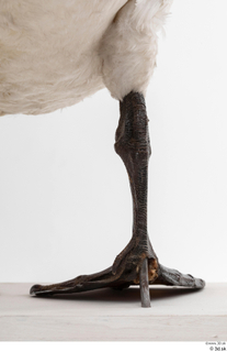 Mute swan leg 0013.jpg